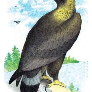 Golden Eagle