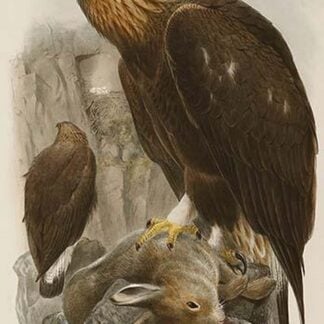 Golden Eagle by John Gould