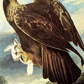 Golden Eagle by John James Audubon