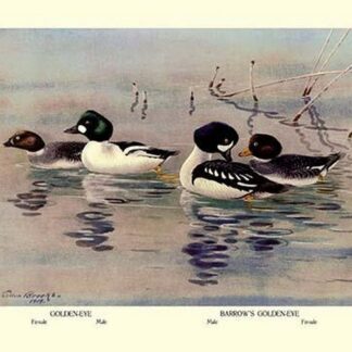 Golden-Eye and Barrow's Golden-Eye Ducks by Allan Brooks