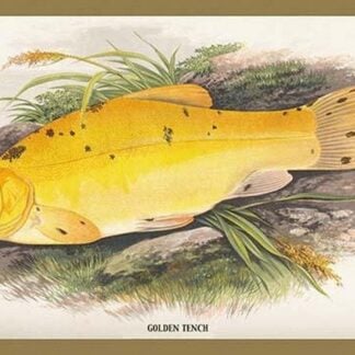 Golden Tench by A.F. Lydon