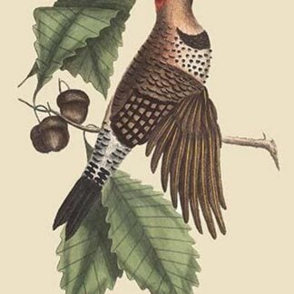 Golden Winged Woodpecker by Mark Catesby