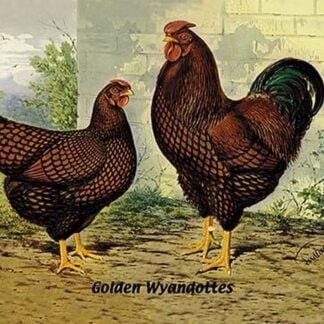 Golden Wyandottes by Lewis Wright