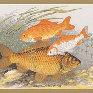 Golden and Bronze Carp by A.F. Lydon