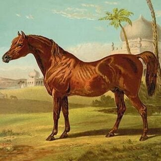 Goldie Arab by Samuel Sidney