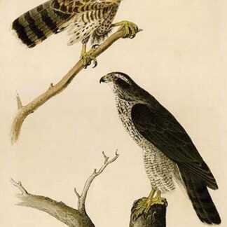 Gos Hawk by John James Audubon