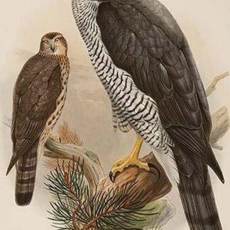 Goshawk by John Gould
