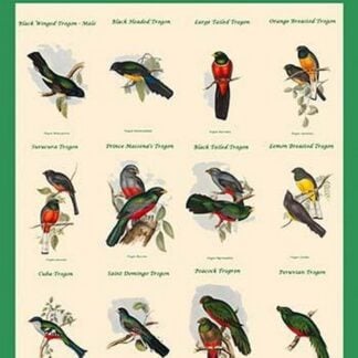 Gould Trogon Poster by John Gould