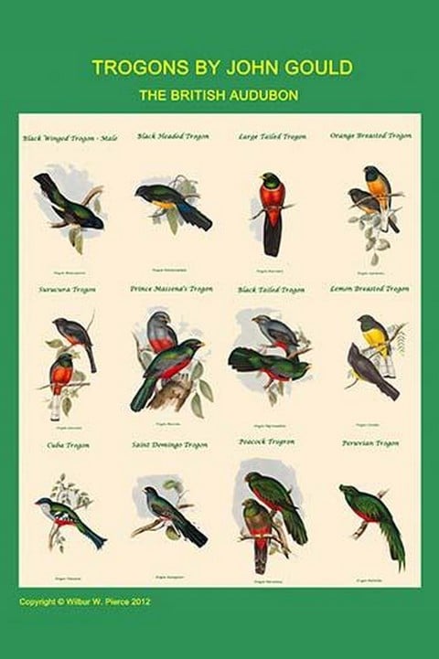 Gould Trogon Poster by John Gould