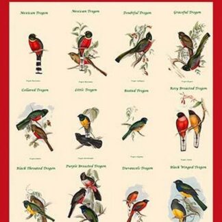Gould Trogon Poster by John Gould