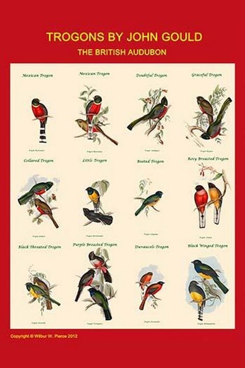 Gould Trogon Poster by John Gould