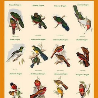 Gould Trogon Poster by John Gould