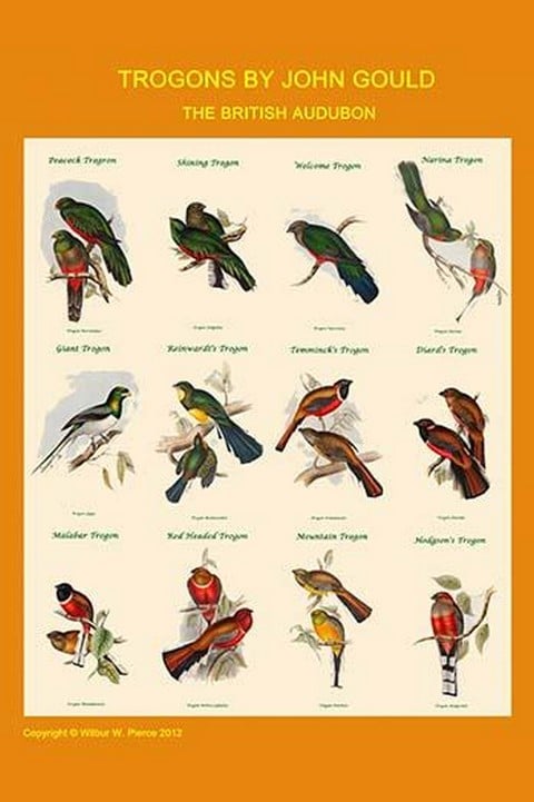 Gould Trogon Poster by John Gould