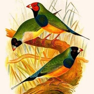 Gouldian Finch by Frederick William Frohawk
