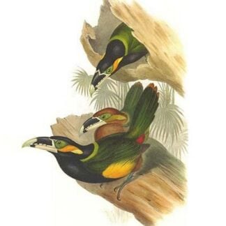 Gould's Toucanet by John Gould