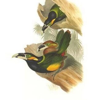 Gould's Toucanet by John Gould