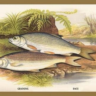 Graining and Dace by A.F. Lydon