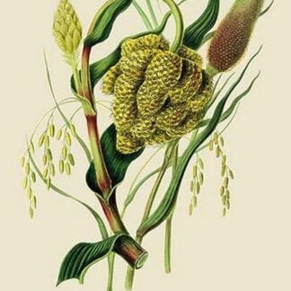 Grains in Guzerat #2 by J. Forbes