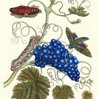 Grapevine with Gaudy Spinx Moth by Maria Sibylla Merian