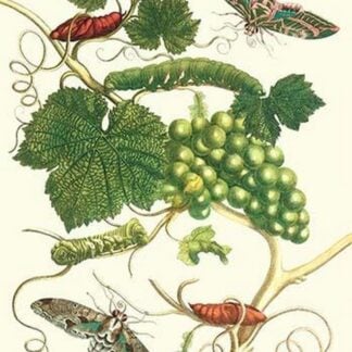 Grapevine with Vine Sphinx by Maria Sibylla Merian