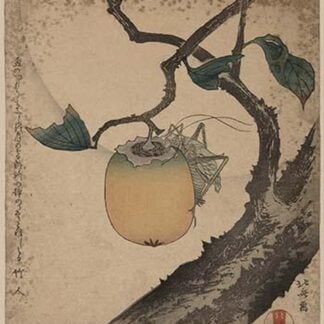 Grasshopper Eating [Persimmon. by Katsushika Hokusai