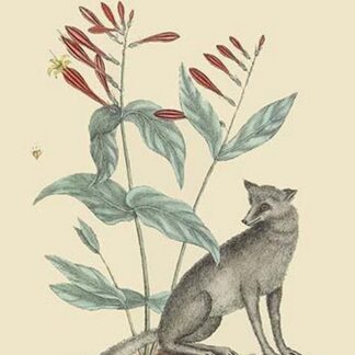 Gray Fox by Mark Catesby