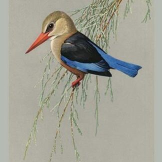 Gray Headed Kingfsher by Louis Agassiz Fuertes