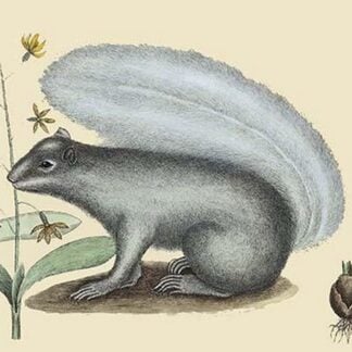 Gray Squirrel by Mark Catesby