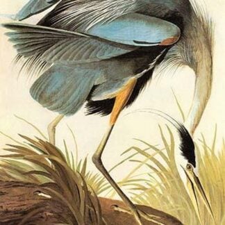 Great Blue Heron by John James Audubon