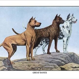Great Danes by Louis Agassil Fuertes