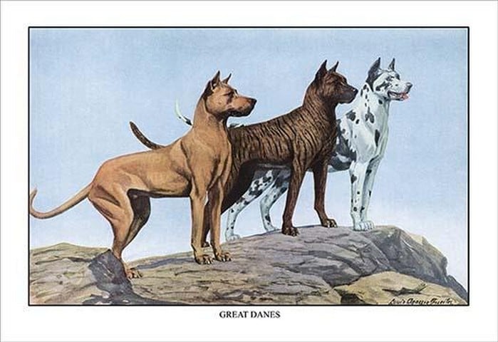 Great Danes by Louis Agassil Fuertes