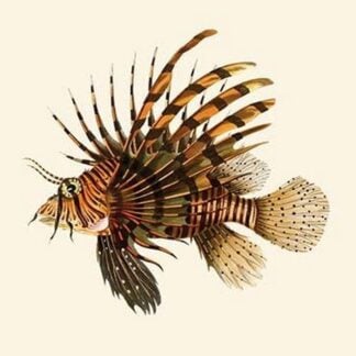 Great Fire - Gini-Maha by John Whitchurch Bennett