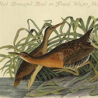 Great Red Breasted Rail or Fresh Water Marsh Hen by John James Audubon