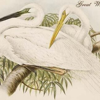 Great White Egret by John Gould