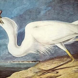 Great White Heron by John James Audubon