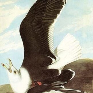 Great black backed Gull by John James Audubon