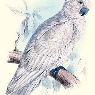 Greater Sulpher-Crested Cuckatoo - Cacatua Galerita by Edward Lear