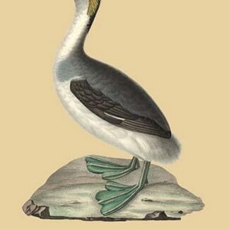 Grebe aux Belles Joues