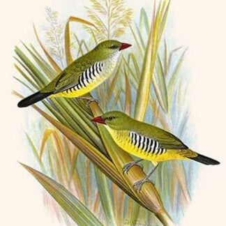 Green Amaduvade or Waxbill