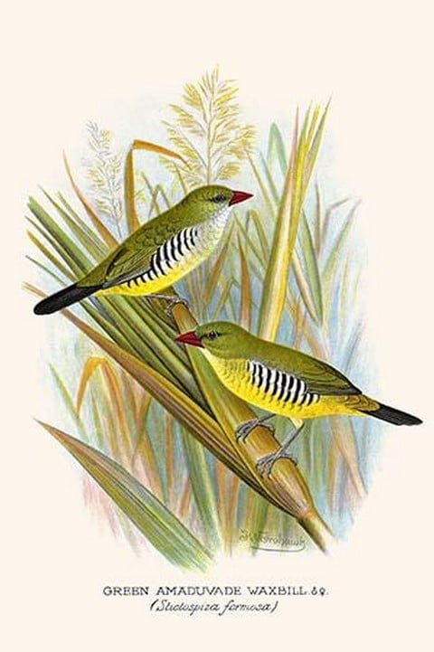 Green Amaduvade or Waxbill