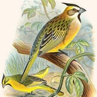 Green Cardinal by Frederick William Frohawk