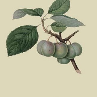 Green Gage Plum by William Hooker #2