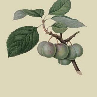 Green Gage Plum by William Hooker