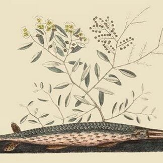 Green Gar Fish by Mark Catesby