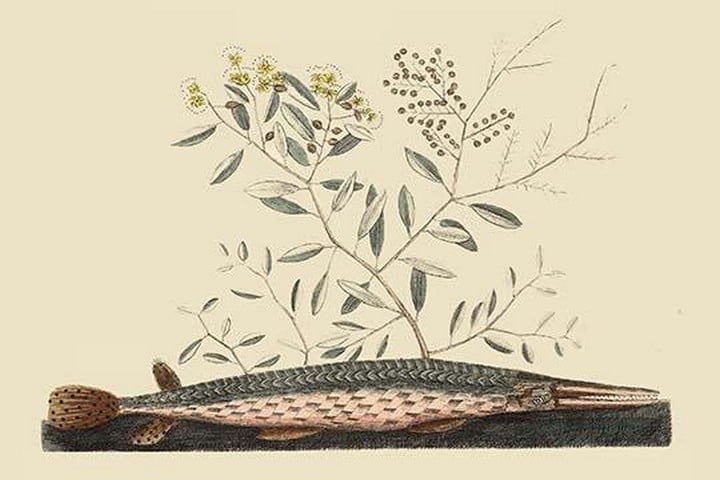Green Gar Fish by Mark Catesby