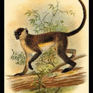 Green Guenon by G.R. Waterhouse