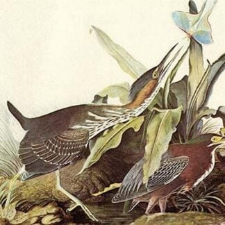 Green Heron by John James Audubon #2