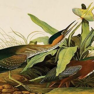 Green Heron by John James Audubon