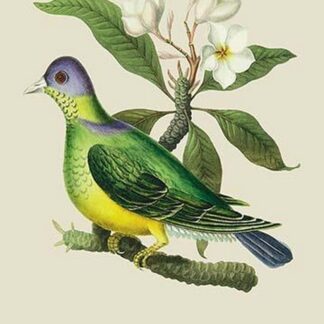 Green Pigeon and Cur Champhah of the Concan by J. Forbes