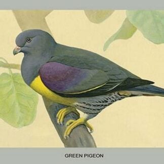 Green Pigeon by Louis Agassiz Fuertes